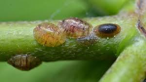 Image result for puklice na orchideích obrázek