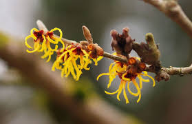 Image result for Hamamelis mollisi