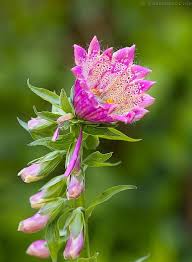 Digitalis is a genus of about 20 species of herbaceous biennials, perennials and shrubs that was traditionally placed in the figwort family scrophulariaceae, but following new genetic research has now been placed in the much enlarged family plantaginaceae. Monster Fingerhut Samen Monstruosa Digitalis Purpurea Monstruosa