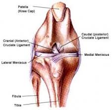 What Does A Clicking Sound In My Dog S Knee Mean Topdog Health Torn Acl In Dogs Meniscal Tear Canine Hip Dysplasia