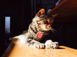 Kelly's pet sitting offers a multitude of services for a variety of pets. Doggy Lama Pet Care