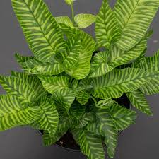 Image result for Coniogramme