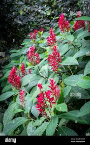 Image result for Erythrococca zambesiaca