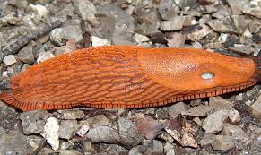 Tun diese tiere niemanden leid? Gift Schere Salz Was Gegen Schnecken Im Garten Hilft Help Orf At