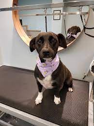 Lab Terrier Mix Dog Breed Information And Pictures Inspire Dogs