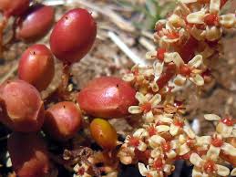 Image result for Lannea edulis