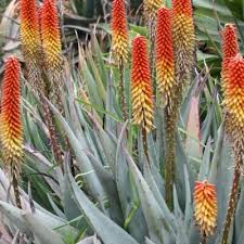 Image result for Aloe plowesii
