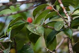 Image result for Chaetocarpus
