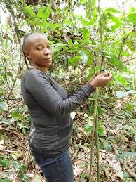 Image result for Pauridiantha dewevrei