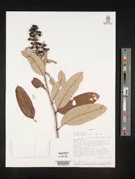 Image result for Ozoroa nitida