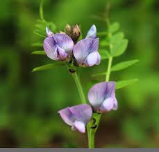 Image result for Vicia