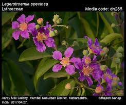 Image result for Lythraceae