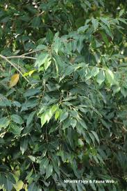Image result for Syzygium cumini