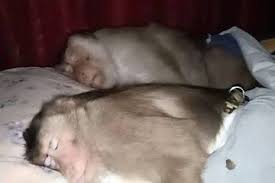 Sambil terus kucium dan kuremas payudaranya. Gambar Monyet Tidur Berdua Google Search Di 2021 Gambar Gambar Profil Fotografi Alam