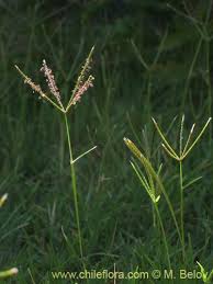 Image result for Digitaria dunensis