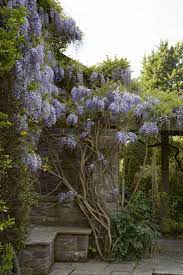 Wisteria How To Make It Flower Gardenista Wisteria Plant Wisteria Garden Wisteria Arbor