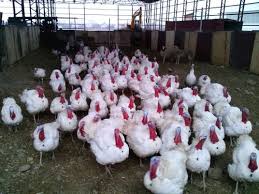 Data tables, maps, charts, and live population clock. How Much Does The Turkey Weigh How Much A Turkey And An Adult Turkey Weigh Broiler Turkeys And Their Nutrition