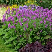 Image result for Stachys didymantha
