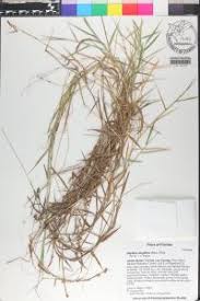 Image result for Digitaria longiflora
