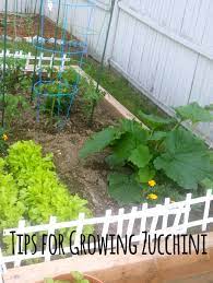 Water very thoroughly whenever it's dry. Tips For Growing Zucchini In Your Backyard Garden