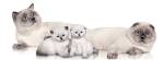 Scottish Fold Cat Breeder - Scottish Fold Kittens & Adult Cats