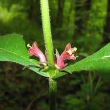 Image result for Caprifoliaceae