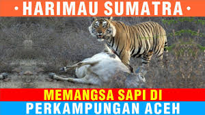 Pembayaran mudah, pengiriman cepat & bisa cicil 0%. Harimau Sumatera Memangsa Hewan Ternak Sapi Milik Warga Di Perkebunan Aceh Youtube