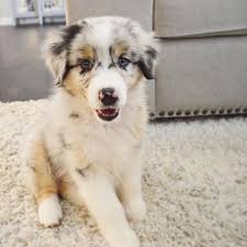 Developed in california in the 19th century, it is claimed the breed descends from a variety of herding breeds including collies imported into california alongside sheep imported from australia and new zealand, the breed taking its name from the former. Australian Shepherd Puppy Blue Merle Blue Eyes Puppiescutest Australian Shepherd Puppies Shepherd Puppies Australian Puppies