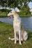 National Borzoi Rescue Foundation