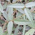 Image result for Teramnus uncinatus