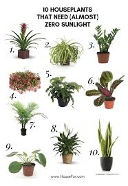 10 Houseplants That Need Almost Zero Sunlight House Fur Fur House Houseplants Sunlight In 2020 Best Indoor Plants House Plants Indoor Plants