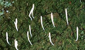 Image result for Multiclavula mucida