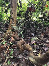 Image result for Entada gigas