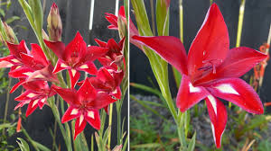 Image result for Gladiolus virgineus