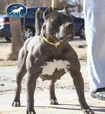 Black And White Pitbull Female Perfect Blue Bully Female Pitbull Jumps Fence Queen Kali Of Bgk Female Pitbull Pitbulls Bully Breeds