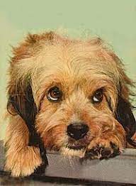 Higgins Dog Wikipedia