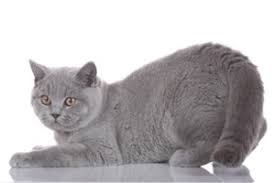 Eine babykatze kommt blind sowie taub zur welt und verfügt zumeist über ein gewicht von gerade einmal 100 gramm. Interview Mit Gisela Dlugos Bkh Von Frauenchiemsee