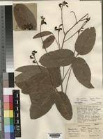 Image result for Adenodolichos