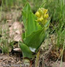 Image result for Hypoxis rigidula