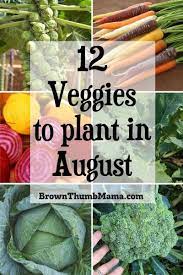11 Vegetables To Plant In August Zone 9 Fall Garden Vegetables Planting Vegetables Plants