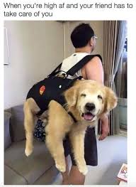 19 Pictures That Will Make Sense To Anyone Who S Been Way Too High Cute Funny Animals Funny Animals Dog Memes