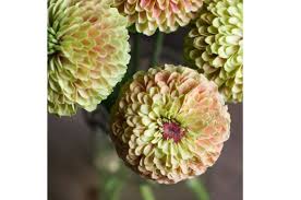 Rare zinnia queen red lime half hardy annual flower 5 seeds uk seller. Queen Lime With Blush Zinnia Seed Johnny S Selected Seeds