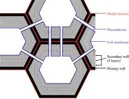 The cotton fibre middle lamella (cfml) is crucial for both cell adhesion and detachment processes occurring during fibre development. Plant Cell Wall Description Role In Transport And Effect Of Electroporation Springerlink