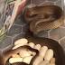 Deadly, pregnant eastern brown snake found under  Adelaide  fridge