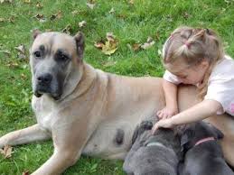 Maybe you would like to learn more about one of these? Top Quality Cane Corso Presa Canario Pups Text Call 303 536 8102 For Sale In Colorado Springs Colorado Classified Americanlisted Com