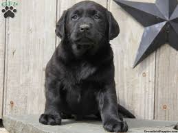 Black And White Labrador Mix Puppies Black Lab And Rottweiler Mix Puppy Rottweiler Mix Puppies Rottweiler Mix Puppy Dog Pictures