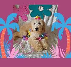 Moss creek goldendoodles puppy application. Goldendoodle Puppy For Sale Adoption Rescue For Sale In Loogootee Indiana Classified Americanlisted Com