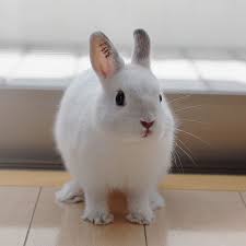 satsuking on instagram ベビきんぐ ふかふかの新雪 ベビ期は可愛い 今はもっと可愛い 心が見えるから うさぎ ネザーランドドワーフ フロスティ ふわもこ部 もふもふ 兎子 白うさ協会 no27 rabbit lapin netherlandd