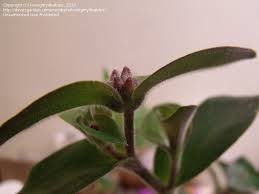 Check spelling or type a new query. Plant Identification Closed Tradescantia Red Hill 1 By Lovingmy4babies