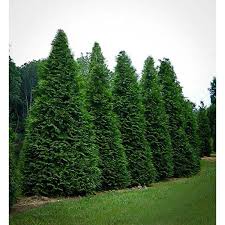 The owner was very nice, the trees and other plants were well cared, the price was amazing! Green Giant Arborvitae 4 Plants In 4 Separate 2 5 Inch Containers 6 14 Inches Tall Walmart Com Walmart Com